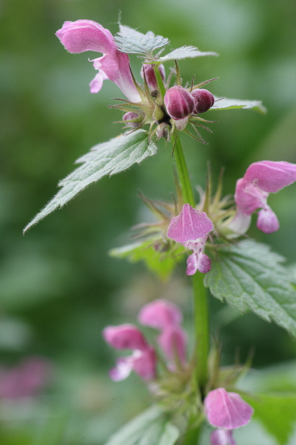 ortica in fiore