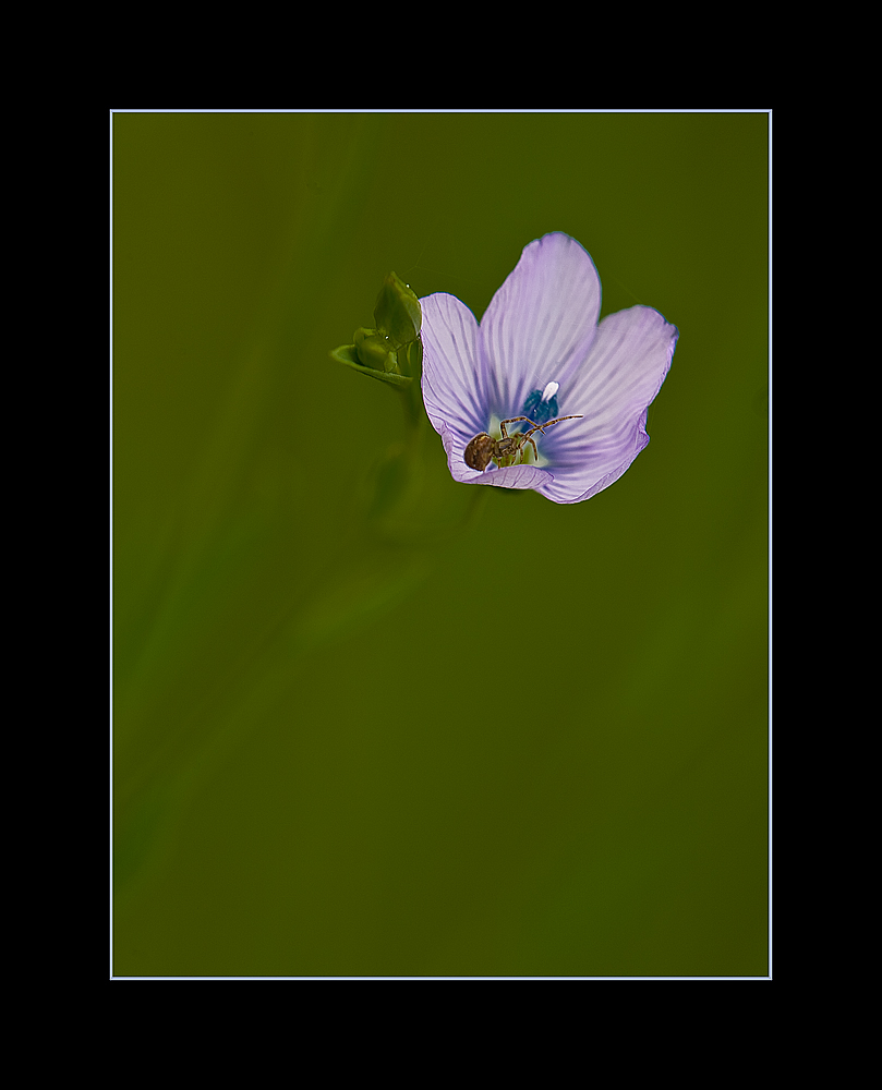 Calice con Sorpresa ..