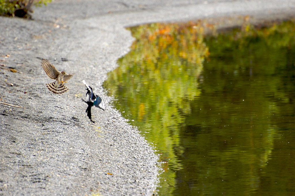 Lotta per la sopravvivenza