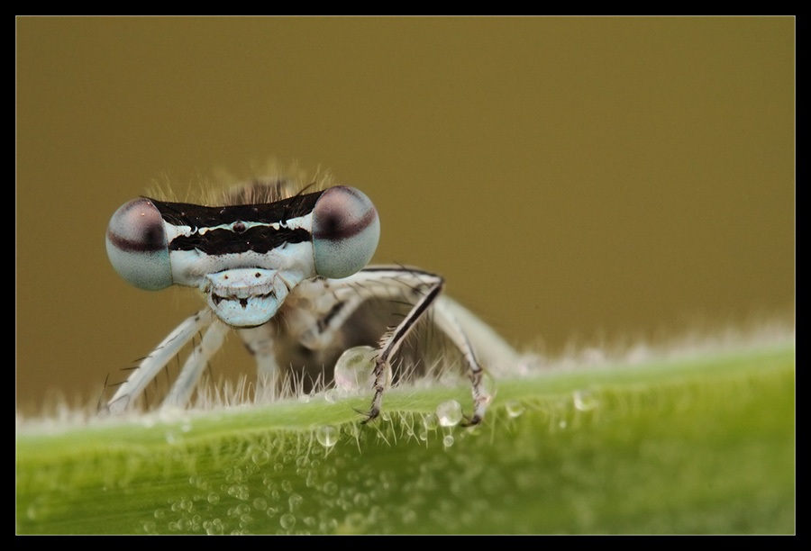 Ritratto di damigella