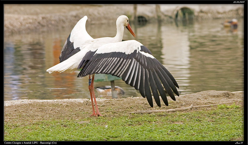 Cicogna 05