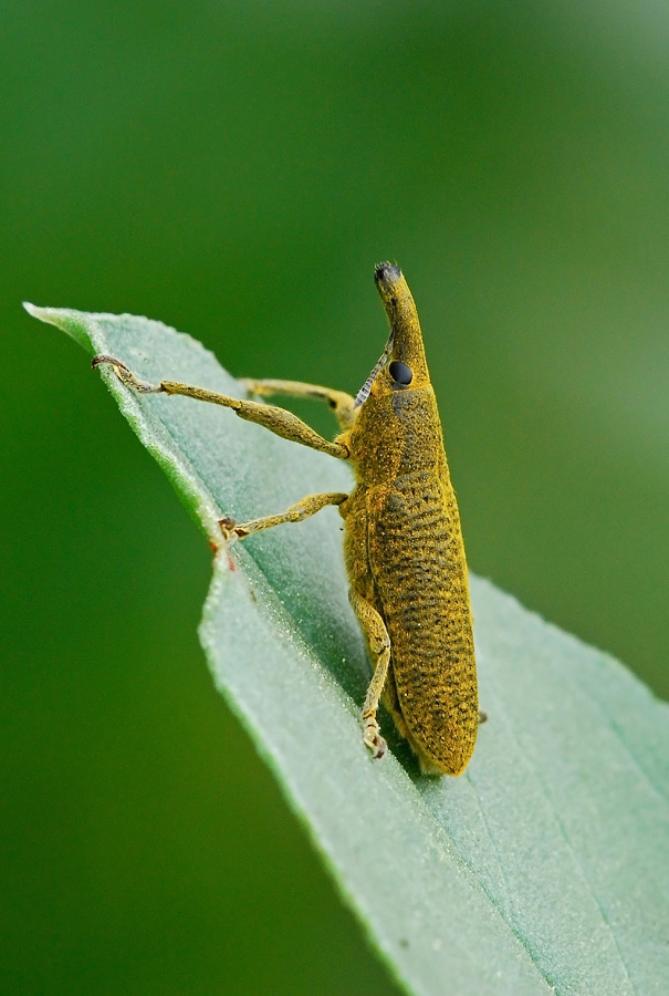 Il mio miglior Curculionide