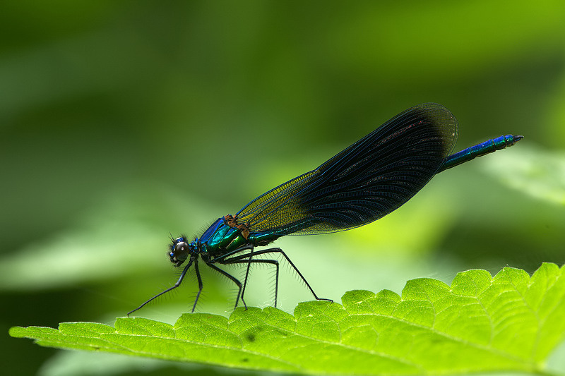 Calopteryx splendes