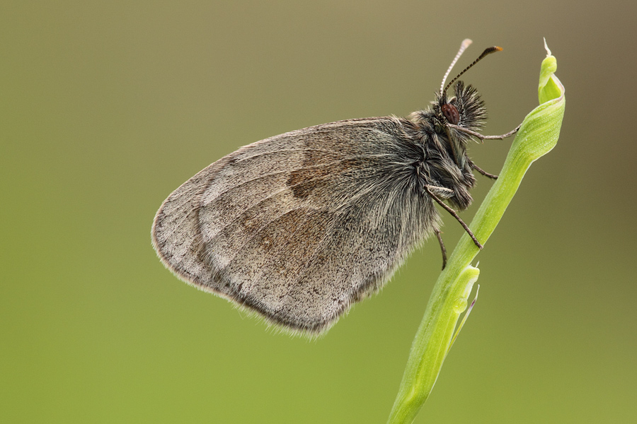 satiride su ricciolo