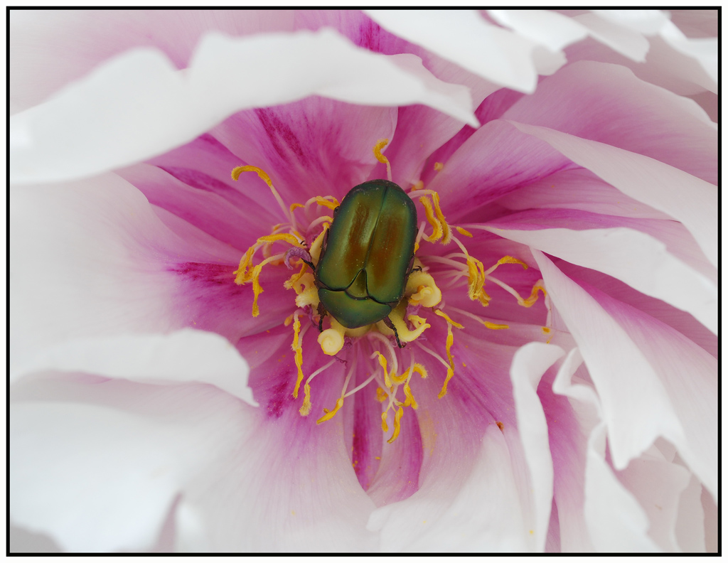 il coleottero e la peonia....