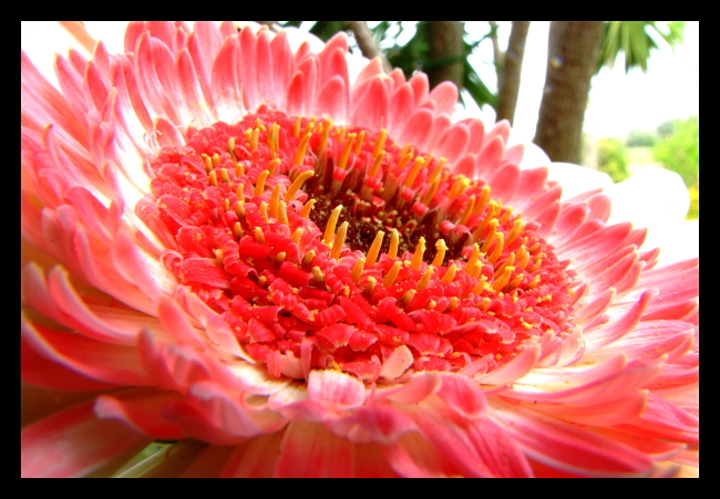 Gerbera