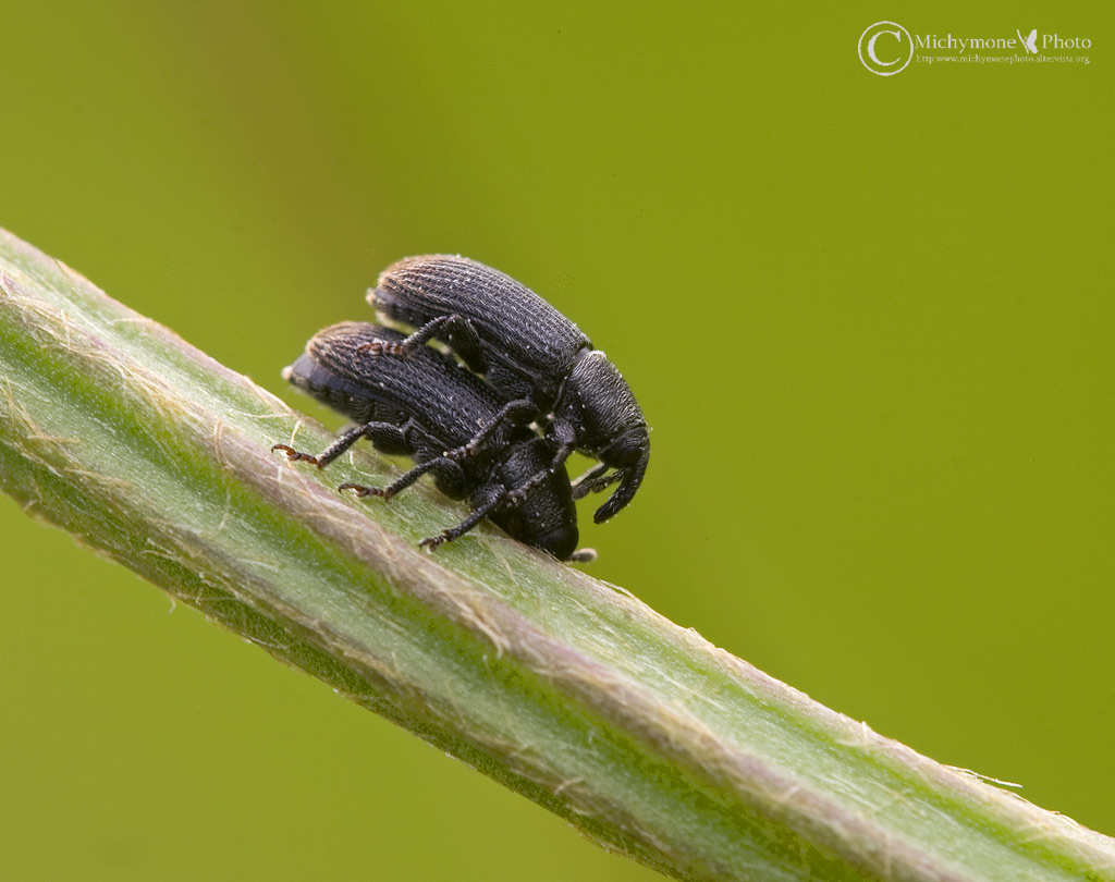 Mecinus pyraster in accoppiamento