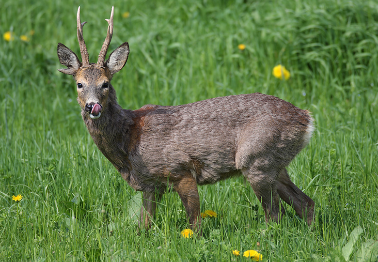 Capriolino Goloso ^_^