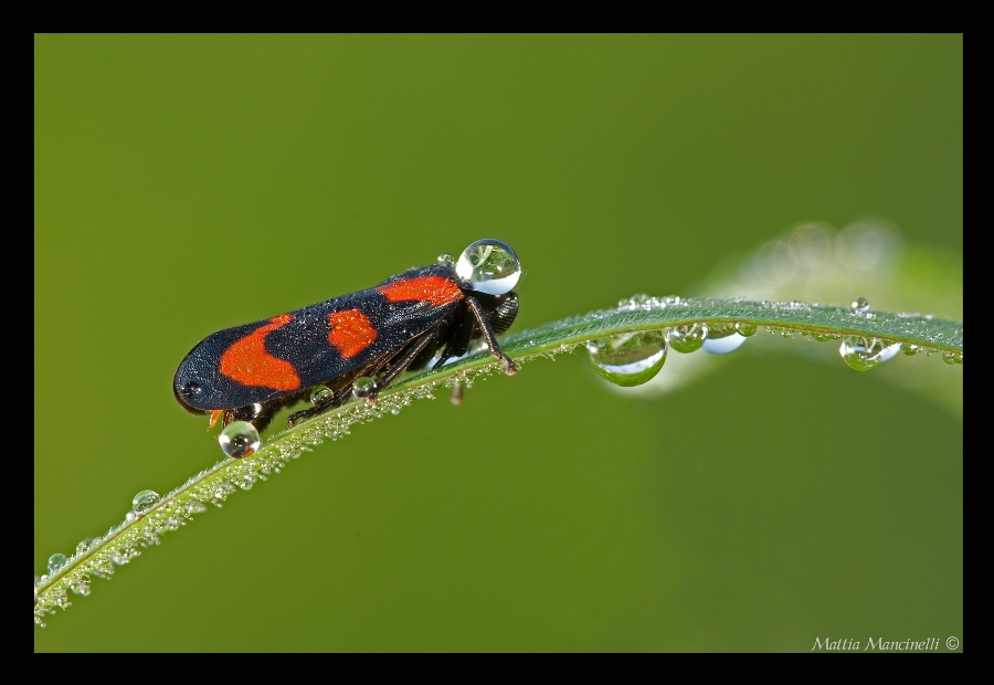 Mi sento la testa pesante