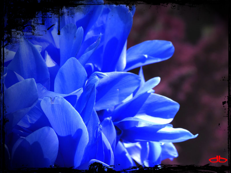 Fiore.. in blu