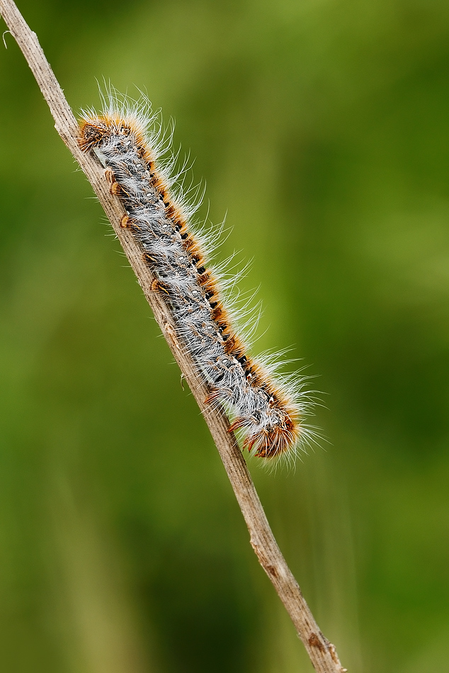 bruco peloso