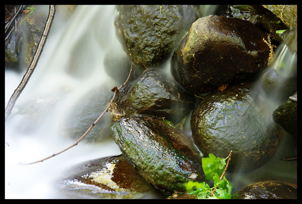 La rongia tentativo 01