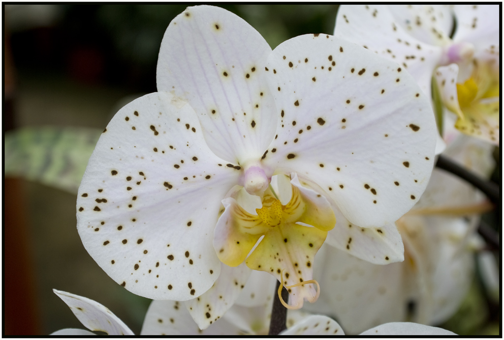 orchidea cymbidium pundinata....