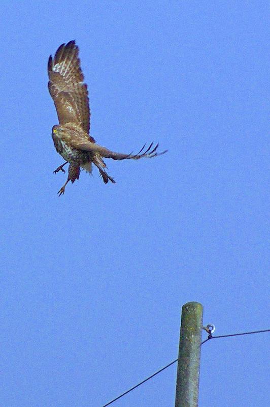 atterraggio poiana...