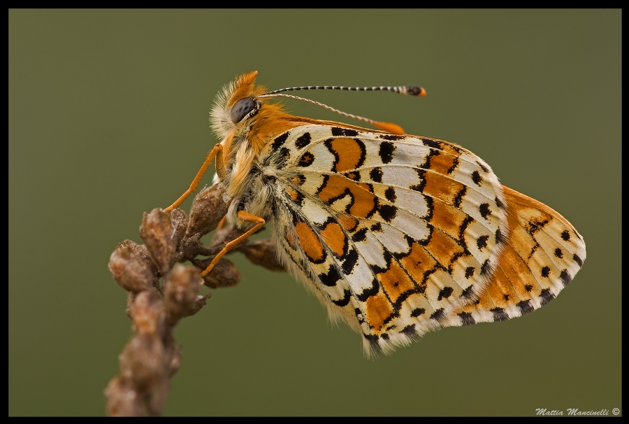 Melitaea