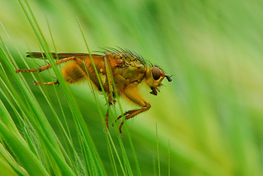 Stercoraria in riposo