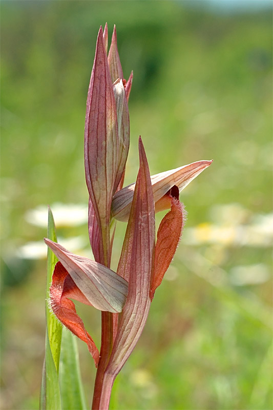 Serapias vomeracea 2