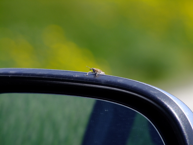 sul mio specchietto retrovisore