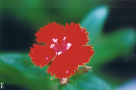 garofano rosso