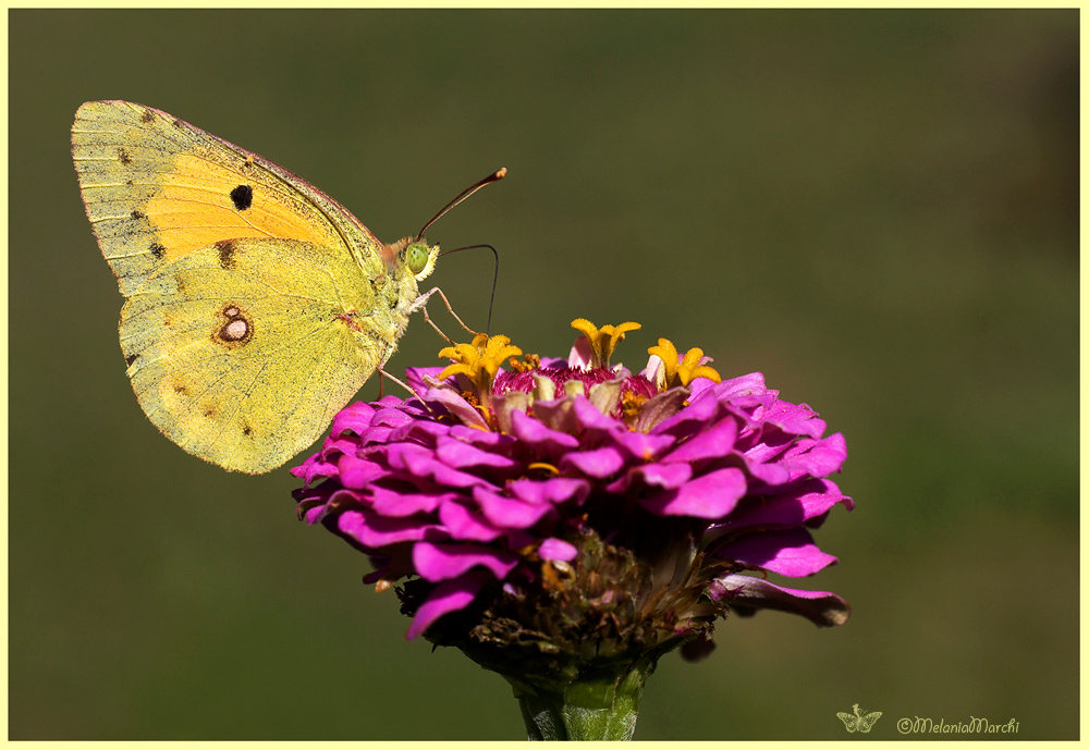Colias croceus