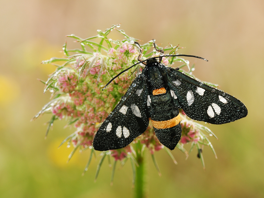 Amata phegea Swarovski