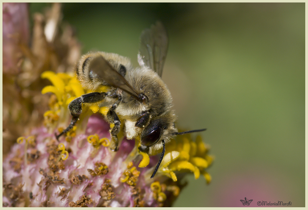 Megachile 2