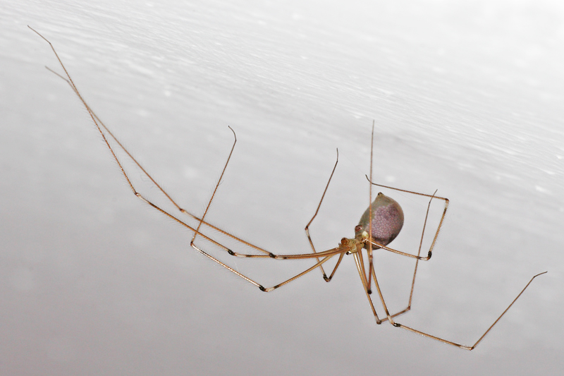 Ragno ballerino (Pholcidae) Ragno ballerino (Pholcidae)