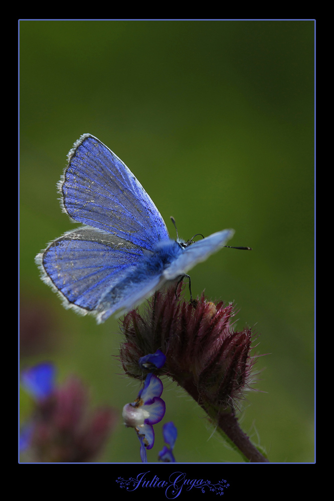 blue
