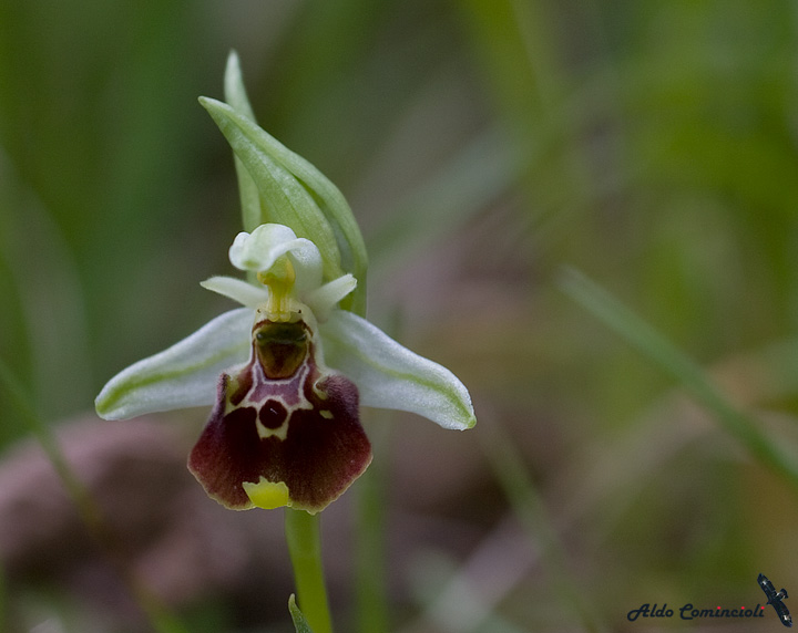 Ophrys_holoserica