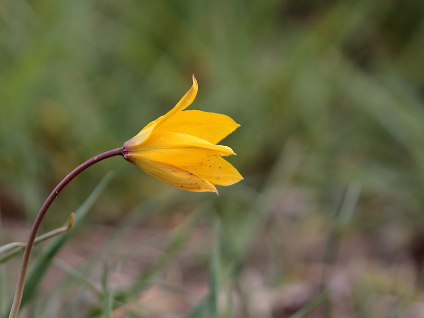 fiore giallo