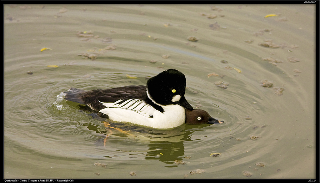 Quattrocchi ASSASSINO...... o semplice accoppiamento :-)
