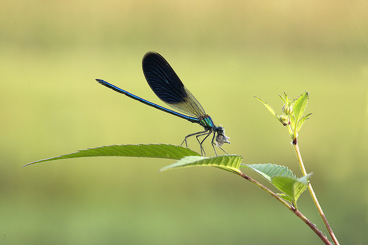 Damigella con preda.