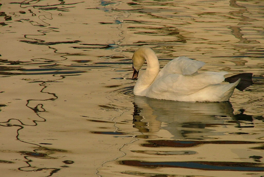 Il cigno