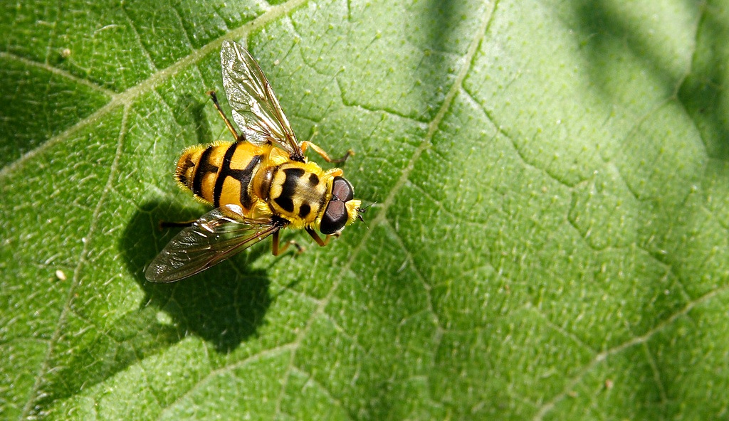 Piu' vicino di cosi impollino