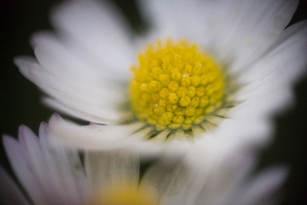 ....Semplicemente Margherita