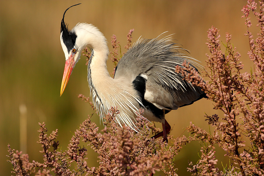 Ardea cinerea