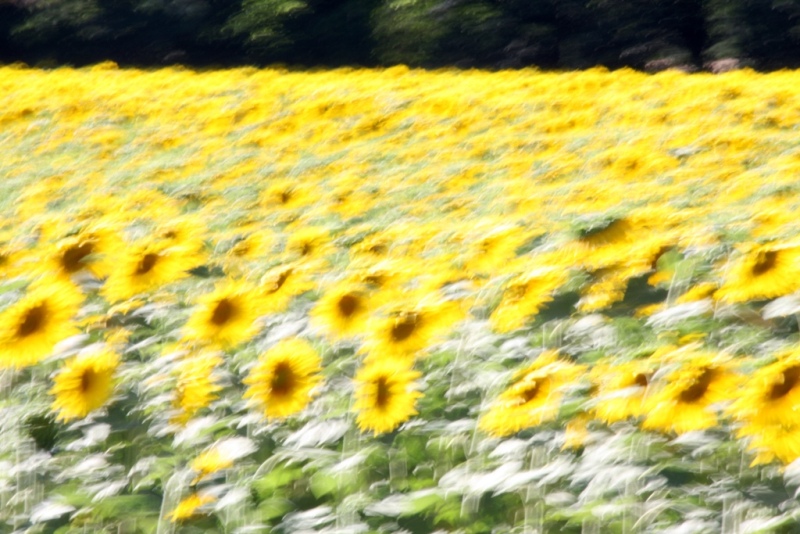Girasoli in Provenza