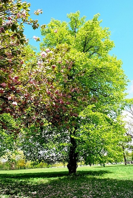 Primavera ad Hyde Park