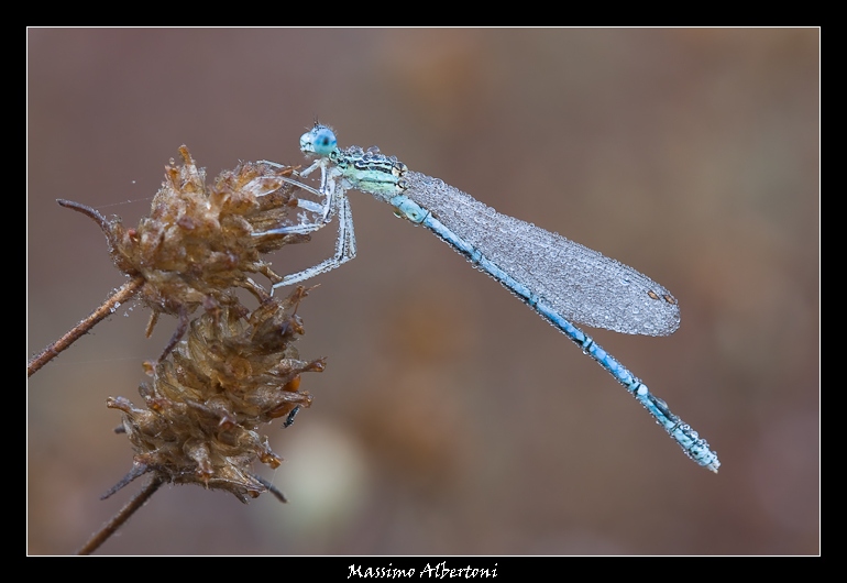 Damigella (9 agosto 2008)