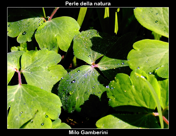 Perle della natura.