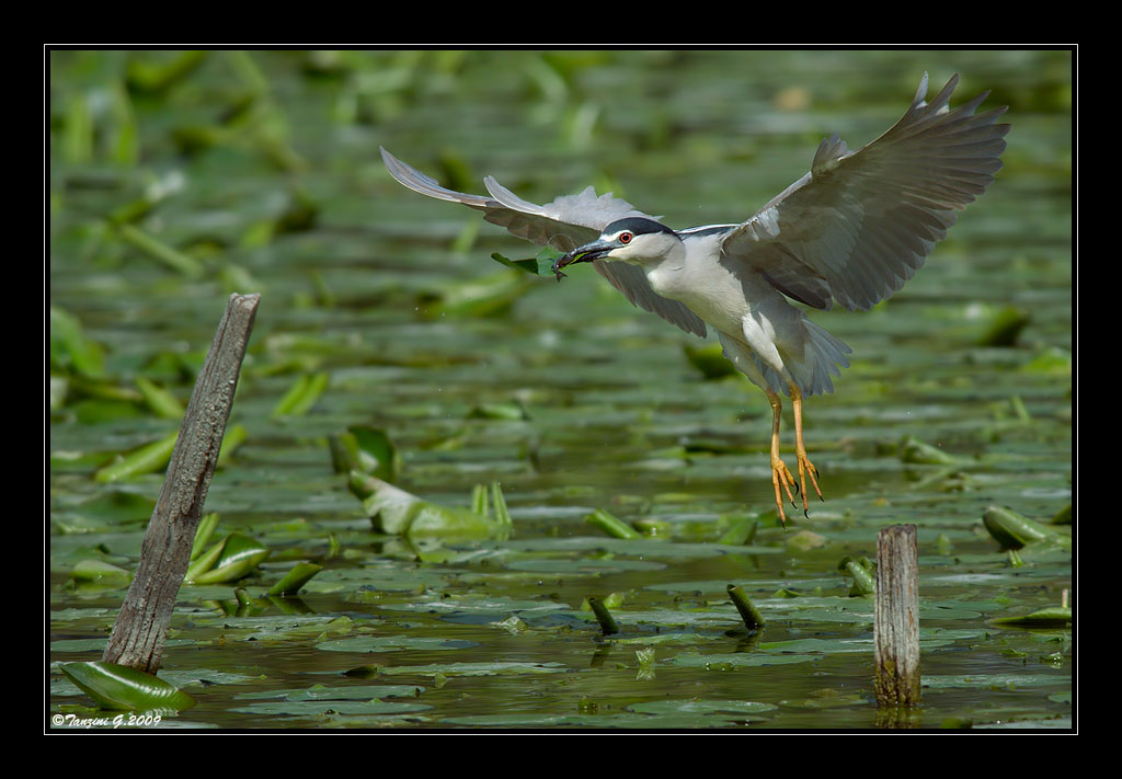 Sushi e insalatina...
