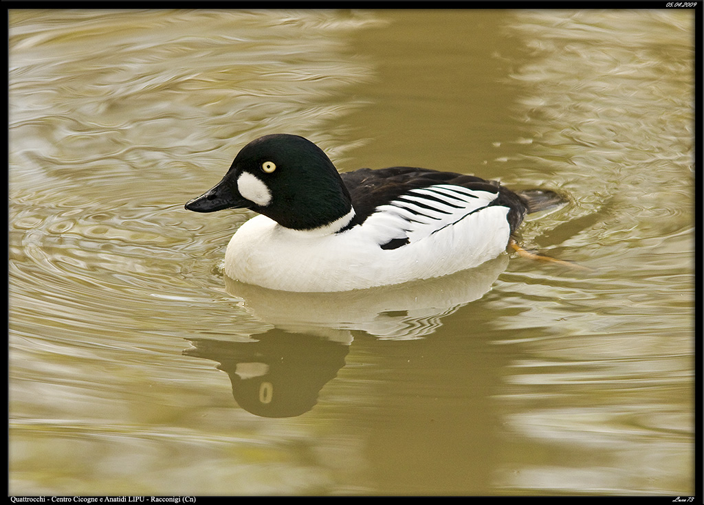 Quattrocchi: il mio riflesso
