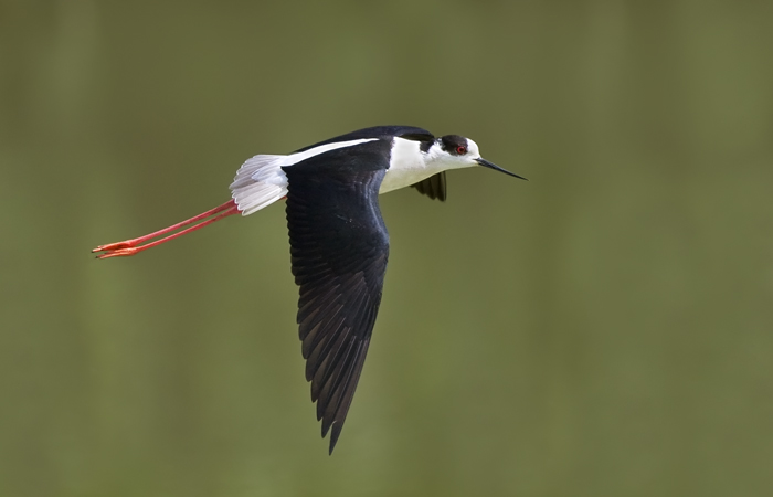 Cavaliere d'Italia in volo