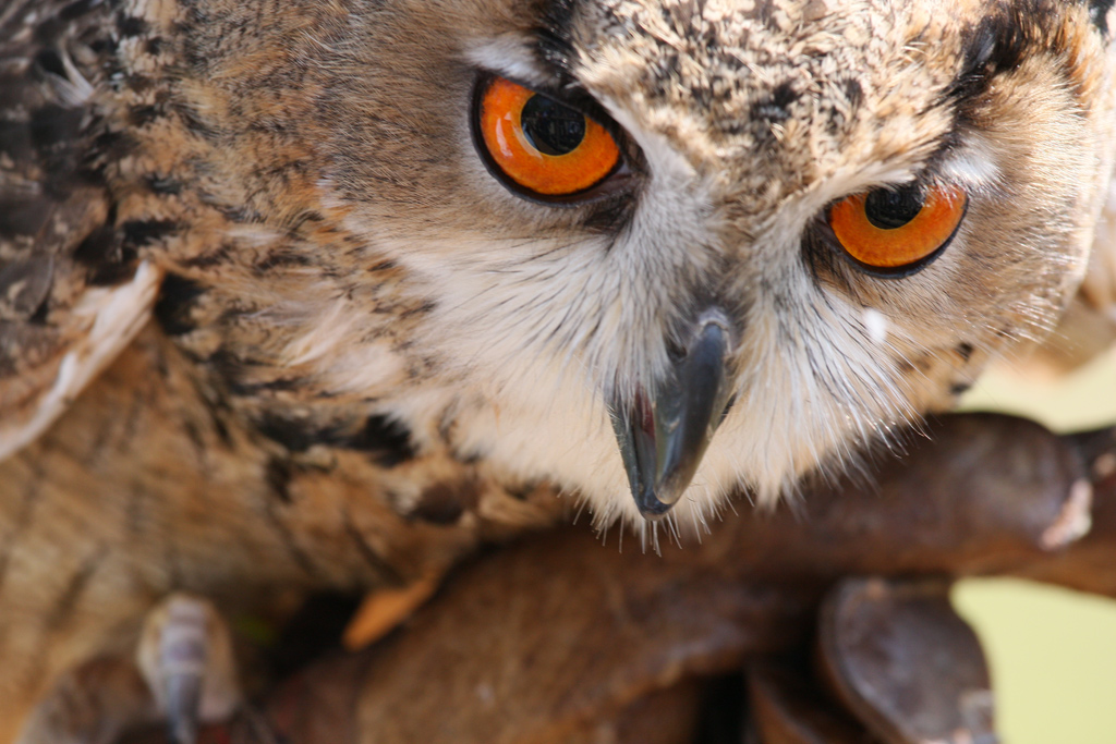 Attenzione! Vi osservo....