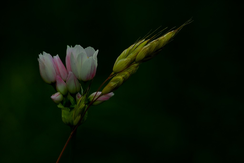 composizione naturale