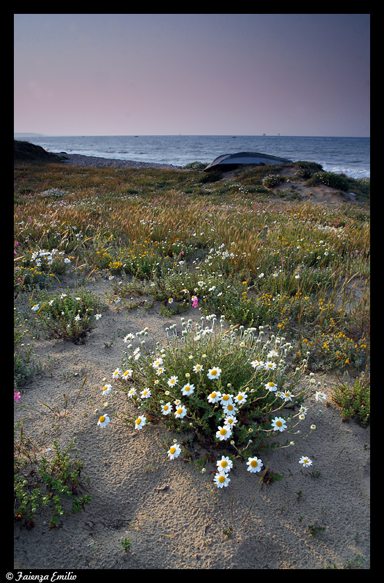 Flowers on the dunes