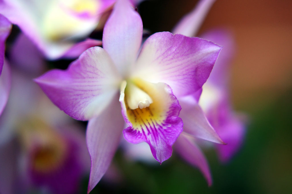 Orchidea 7
