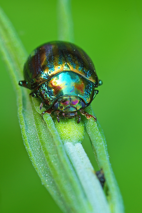 Chrysolina americana