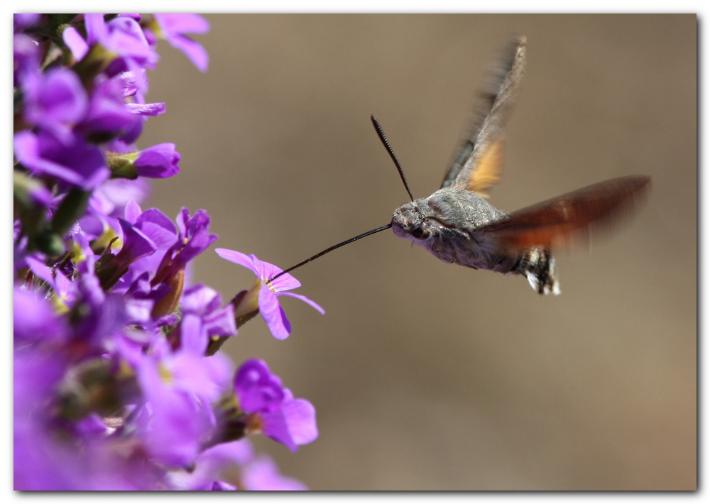 Macroglossum stellatarum.
