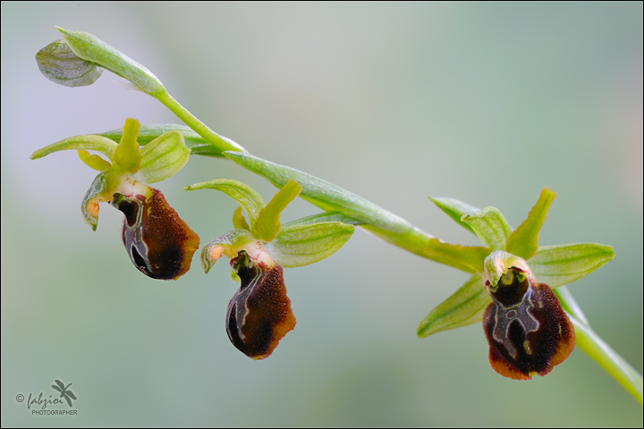 Ophrys sfegodes... delice!